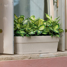 Горшок для растений STEFANPLAST Ethica 50x18x17 см Beige (68250)