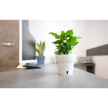 Вазон SANTINO Dali 5 л Creamy (2022561)