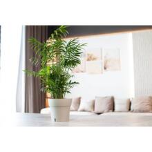 Вазон SANTINO Dali 7,8 л Creamy (2022615)