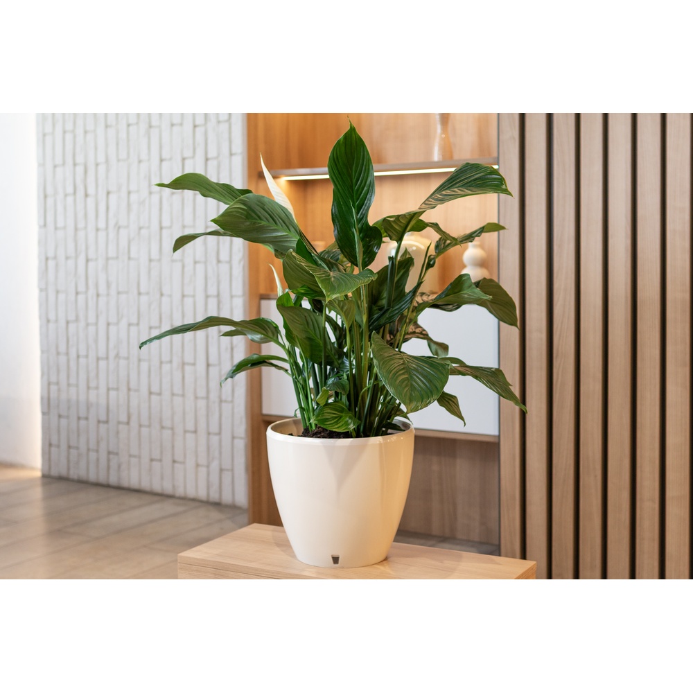 Фото Вазон Santino Deco Twin 1,5 л Cream (2023087)