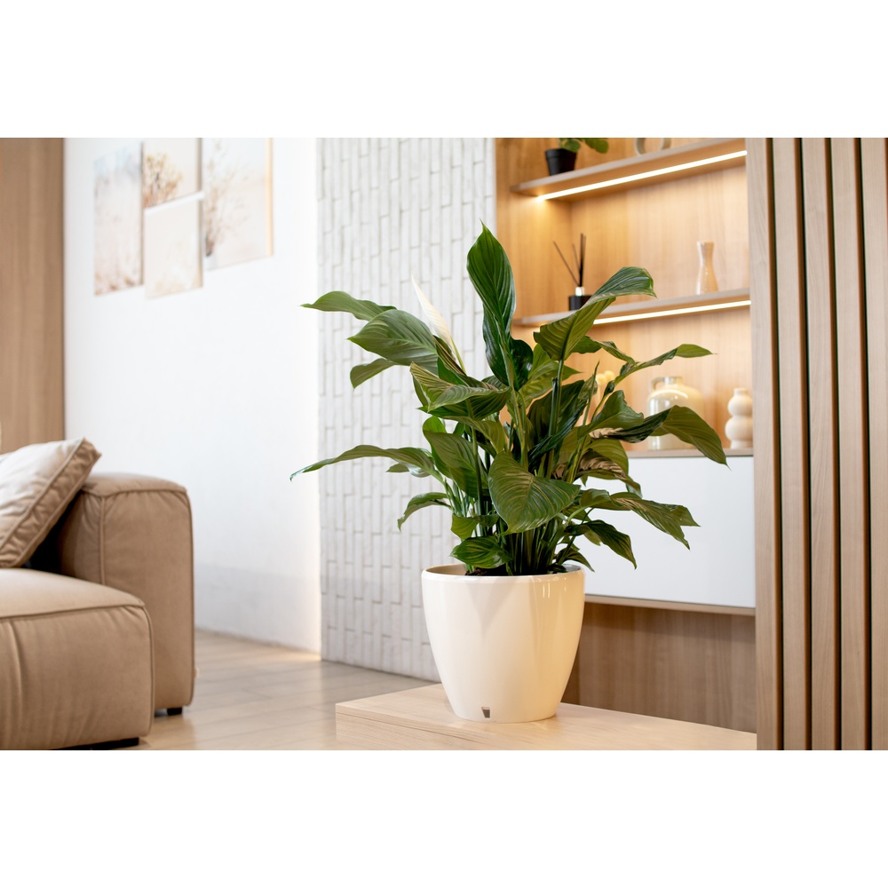 Фото Вазон Santino Deco Twin 2,5 л Cream (2023094)