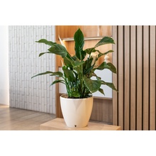 Вазон Santino Deco Twin 4 л Cream (2023100)