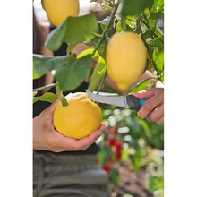 Ніж для збирання врожаю GARDENA Ніж VeggieCut (12211-30.000.00)