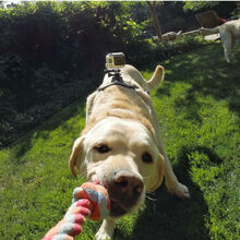 Кріплення GoPro Fetch (ADOGM-001)