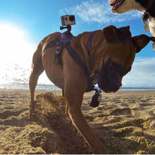 Кріплення GoPro Fetch (ADOGM-001)