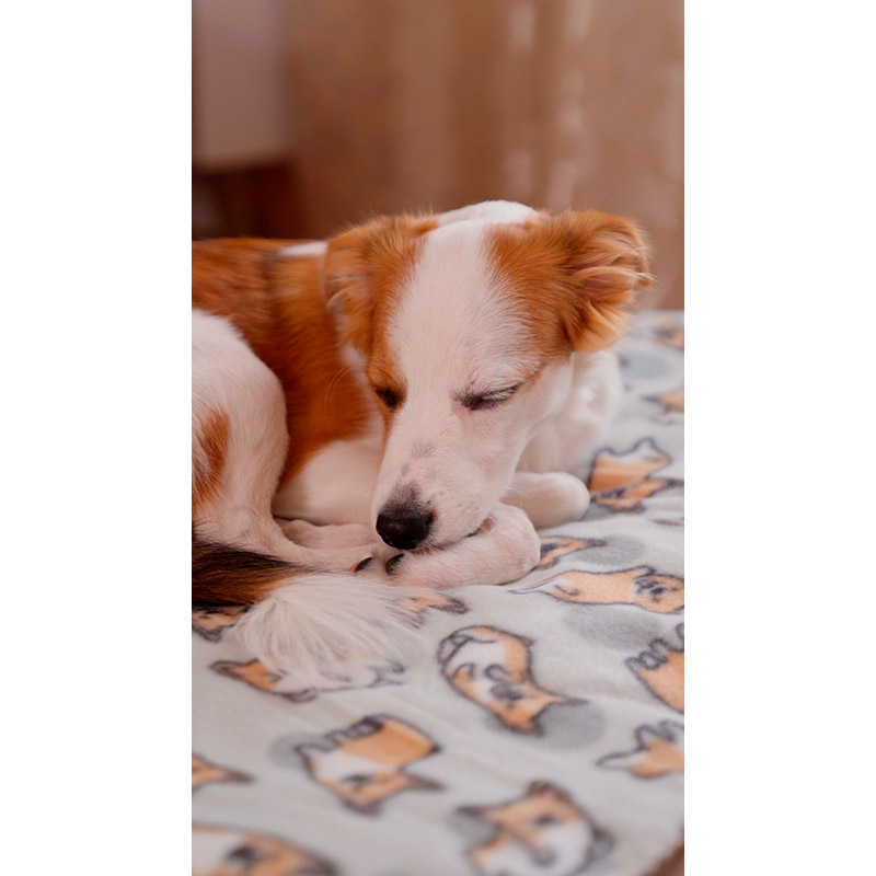 Зовнішній вигляд Плед ARDESTO Fleece 130 x 160 см Corgi (ART0713PB)