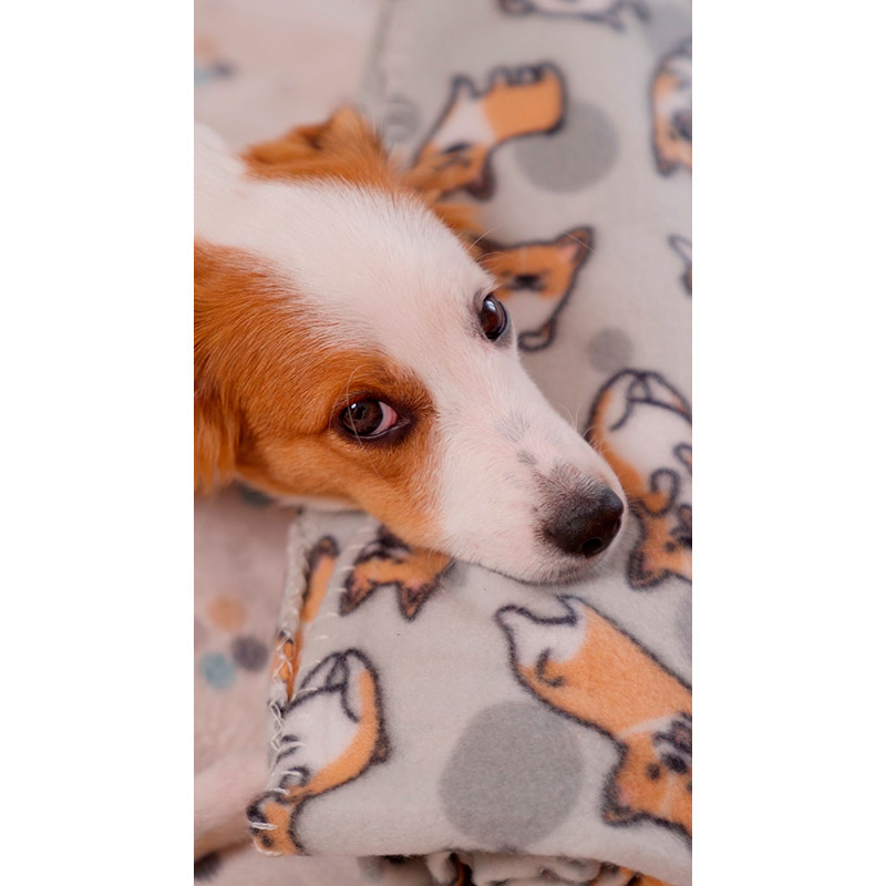 Плед ARDESTO Fleece 130 x 160 см Corgi (ART0713PB) Розмір 136 х 160