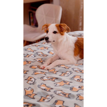 Плед ARDESTO Fleece 130 x 160 см Corgi (ART0713PB)