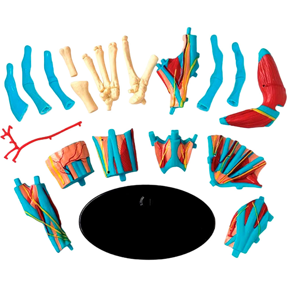 Набор для исследования EDU-TOYS Модель руки 16.5см (SK058) Для кого универсально