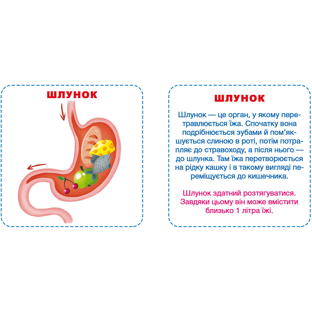 Розумні картки КРИСТАЛ БУК Моє тіло. 30 карток (9789669369635) Кількість елементів 30