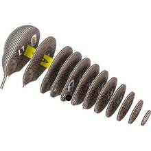 3D пазл EUGY Зоопарк: Ківі 26 ел (XEG-001)