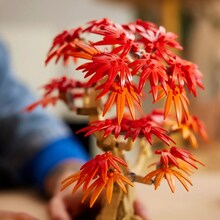 Конструктор LEGO Botanicals Бонсай из японского красного клена (10348)