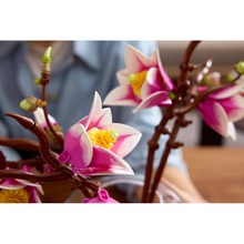 Конструктор LEGO Botanicals Ветки магнолии 435 эл (11510)