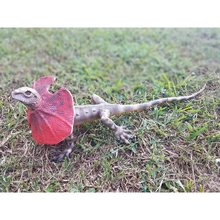 Фигурка LANKA NOVELTIES Ящерица плащеносная 55 см (21550)