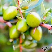 Олія-спрей OGX Argan Oil Of Morocco 118 мл (22796976208)