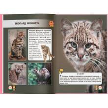 Книга КРИСТАЛ БУК Світ навколо нас. Великі кішки 2019 (978-966-936-955-0)