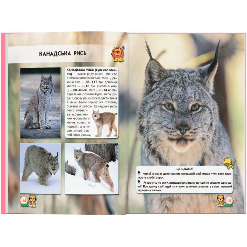 Внешний вид Книга КРИСТАЛ БУК Світ навколо нас. Великі кішки 2019 (978-966-936-955-0)