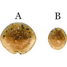 Силікон KEITECH Swing Impact 4.5" EA#17 midnight chart back 6 шт (1551.14.21)