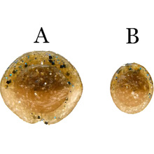Набор силиконовых приманок KEITECH Swing Impact 3.5" 8 шт PAL#06 Violet Lime Berry (1551.06.13)