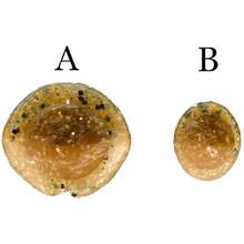 Силикон KEITECH Swing Impact 3.5" #101 Green Pumpkin PP 8 шт (1551.00.58)